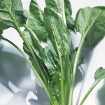 ほうれん草の画像