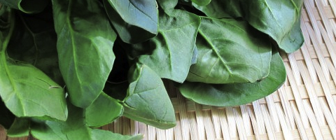 ha_yasai 葉野菜の画像